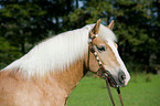 Haflinger Portrait