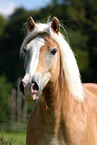 Haflinger Portrait