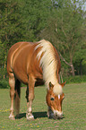 grasender Haflinger