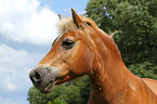 Haflinger Portrait