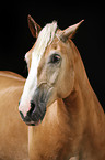 Haflinger Portrait