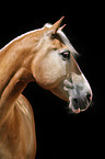 Haflinger Portrait