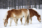 Haflinger