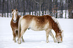 Haflinger