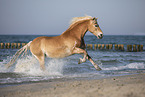 galoppierender Haflinger