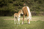 Haflinger Fohlen mit Mutter