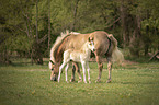 Haflinger Fohlen mit Mutter