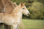 Haflinger Fohlen mit Mutter