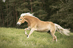 galoppierender Haflinger