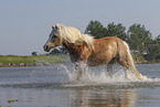 Haflinger im Wasser