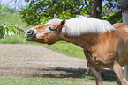 Haflinger im Sommer