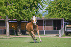 Haflinger im Sommer