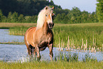 Haflinger Stute