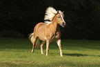 Haflinger Stute