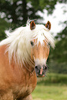 Haflinger Stute