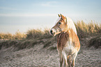 Haflinger