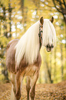 Haflinger