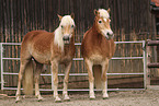 Haflinger