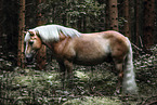 Haflinger