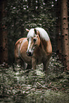 Haflinger