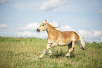 Haflinger