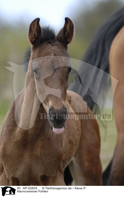 Hannoveraner Fohlen / foal / AP-02605