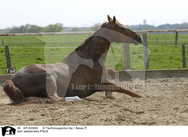 sich wlzendes Pferd / wallowing horse / AP-02699
