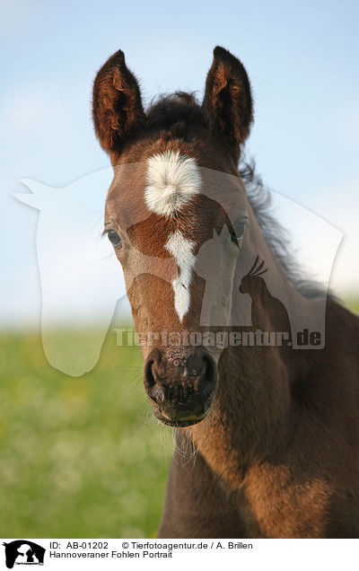 Hannoveraner Fohlen Portrait / hannoveraner foal portrait / AB-01202