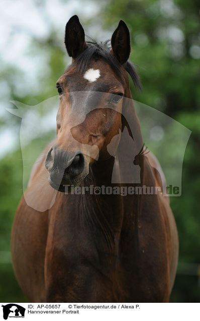 Hannoveraner Portrait / Hanoverian Horse Portrait / AP-05657