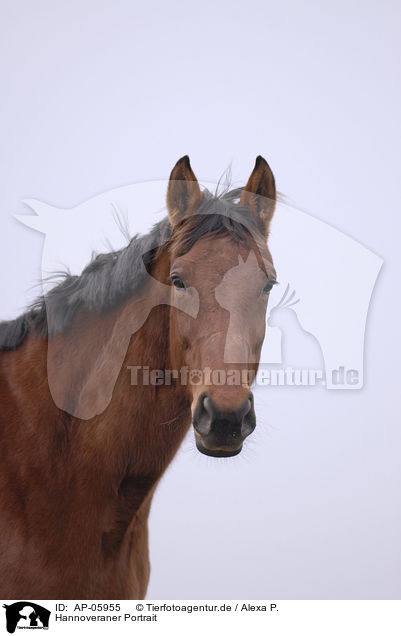 Hannoveraner Portrait / hannoveraner horse portrait / AP-05955