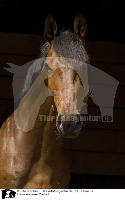 Hannoveraner Portrait / Hannoveraner horse portrait / NS-02144