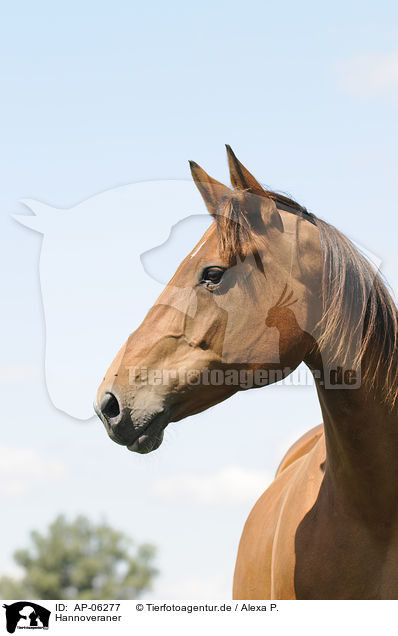 Hannoveraner / Hanoverian horse / AP-06277