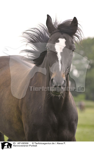 Hannoveraner Portrait / Hanoverian horse portrait / AP-08568