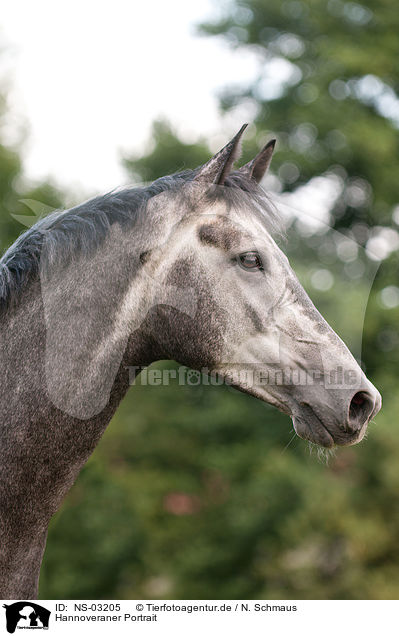 Hannoveraner Portrait / Hanoverian horse portrait / NS-03205