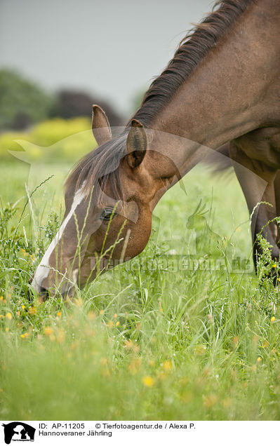 Hannoveraner Jhrling / Hanoverian yearling / AP-11205