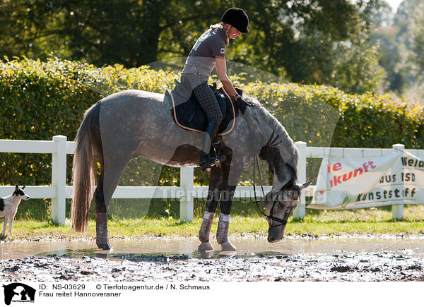 Frau reitet Hannoveraner / woman rides Hanoverian / NS-03629