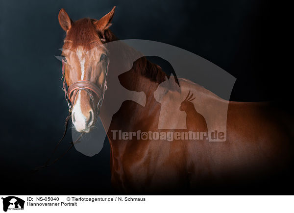 Hannoveraner Portrait / Hanoverian Horse Portrait / NS-05040