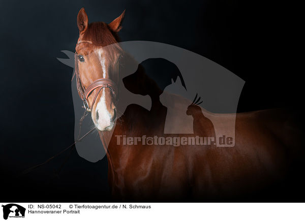 Hannoveraner Portrait / Hanoverian Horse Portrait / NS-05042