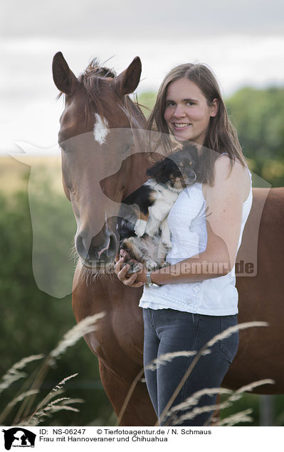 Frau mit Hannoveraner und Chihuahua / woman with Hanoverian Horse and Chihuahua / NS-06247