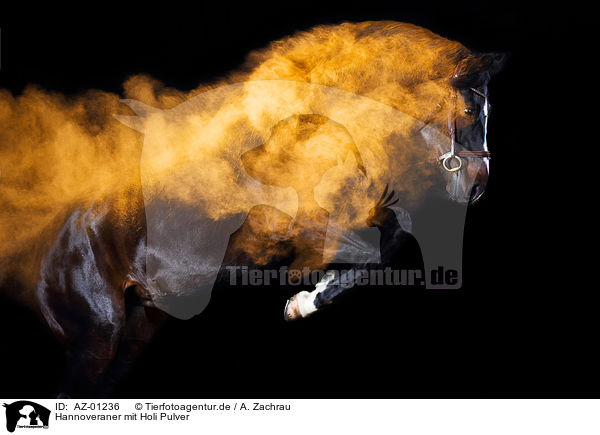 Hannoveraner mit Holi Pulver / Hanoverian Horse with holi powder / AZ-01236