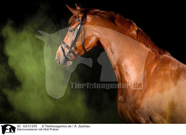 Hannoveraner mit Holi Pulver / Hanoverian Horse with holi powder / AZ-01255