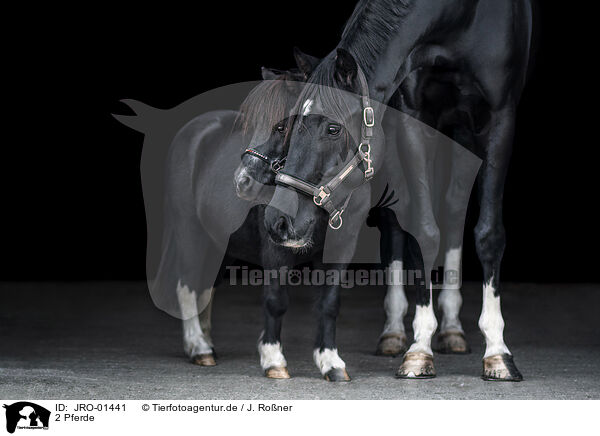 2 Pferde / 2 horses / JRO-01441