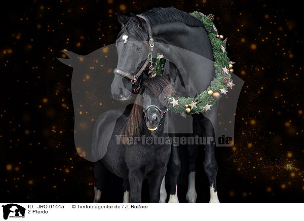 2 Pferde / 2 horses / JRO-01445