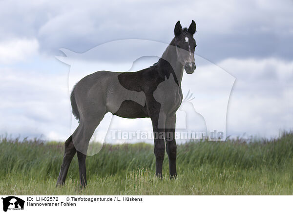 Hannoveraner Fohlen / Hanoverian foal / LH-02572