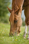 Hannoveraner Portrait