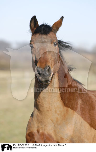 Hessisches Warmblut / AP-02232