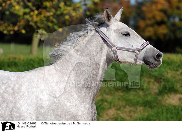 Hesse Portrait / Hessian horse portrait / NS-02462