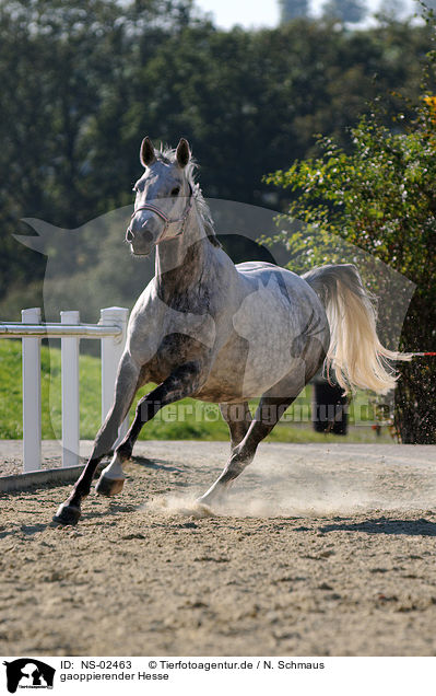 gaoppierender Hesse / galloping Hessian horse / NS-02463