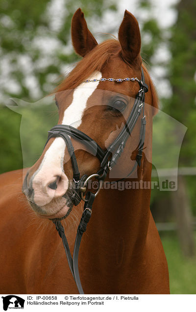 Hollndisches Reitpony im Portrait / horsehead / IP-00658