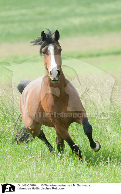 trabendes Hollndisches Reitpony / trotting Dutch Riding Pony / NS-05084